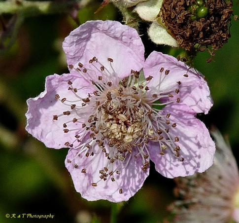 {Rubus bifrons}